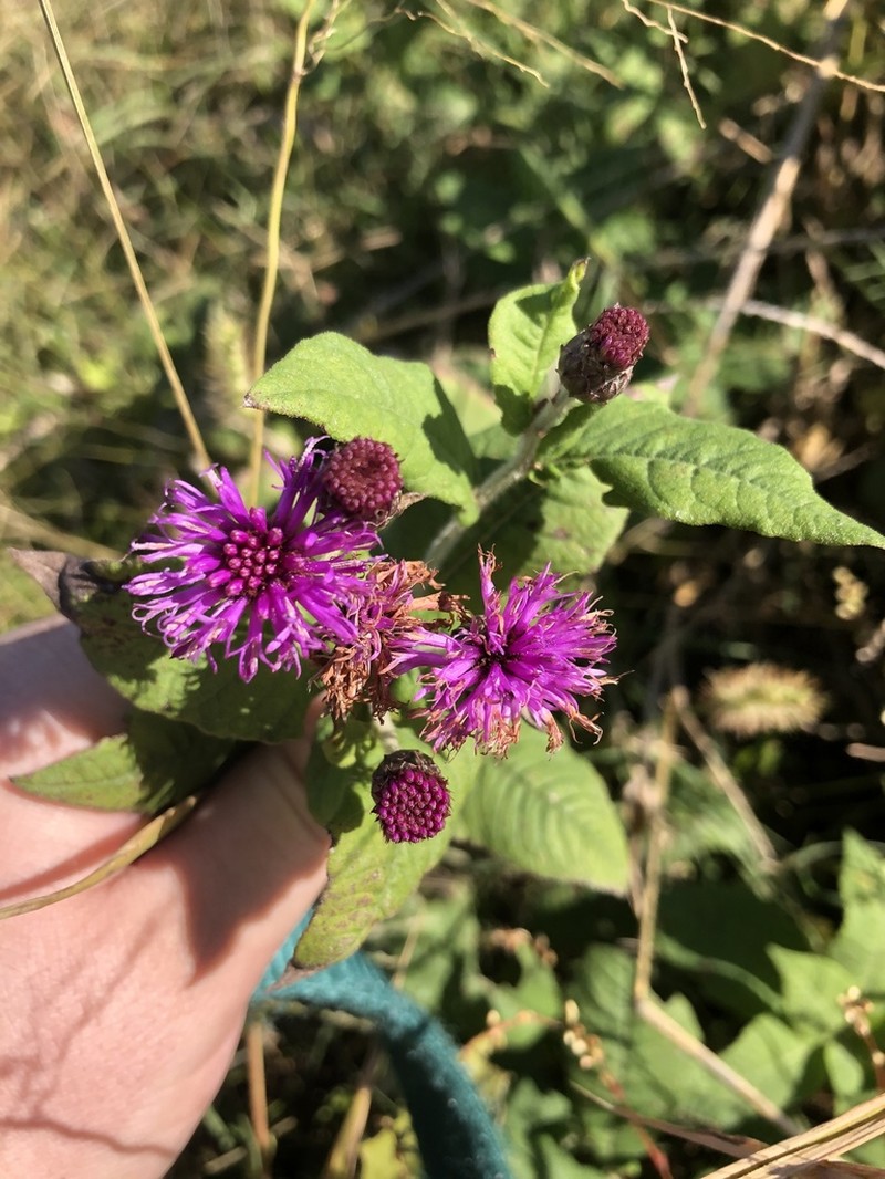 Missouri Ironweed photo 5