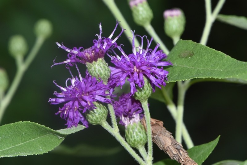 Missouri Ironweed photo 6