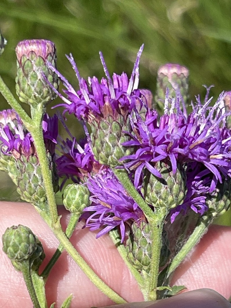 Missouri Ironweed photo 7