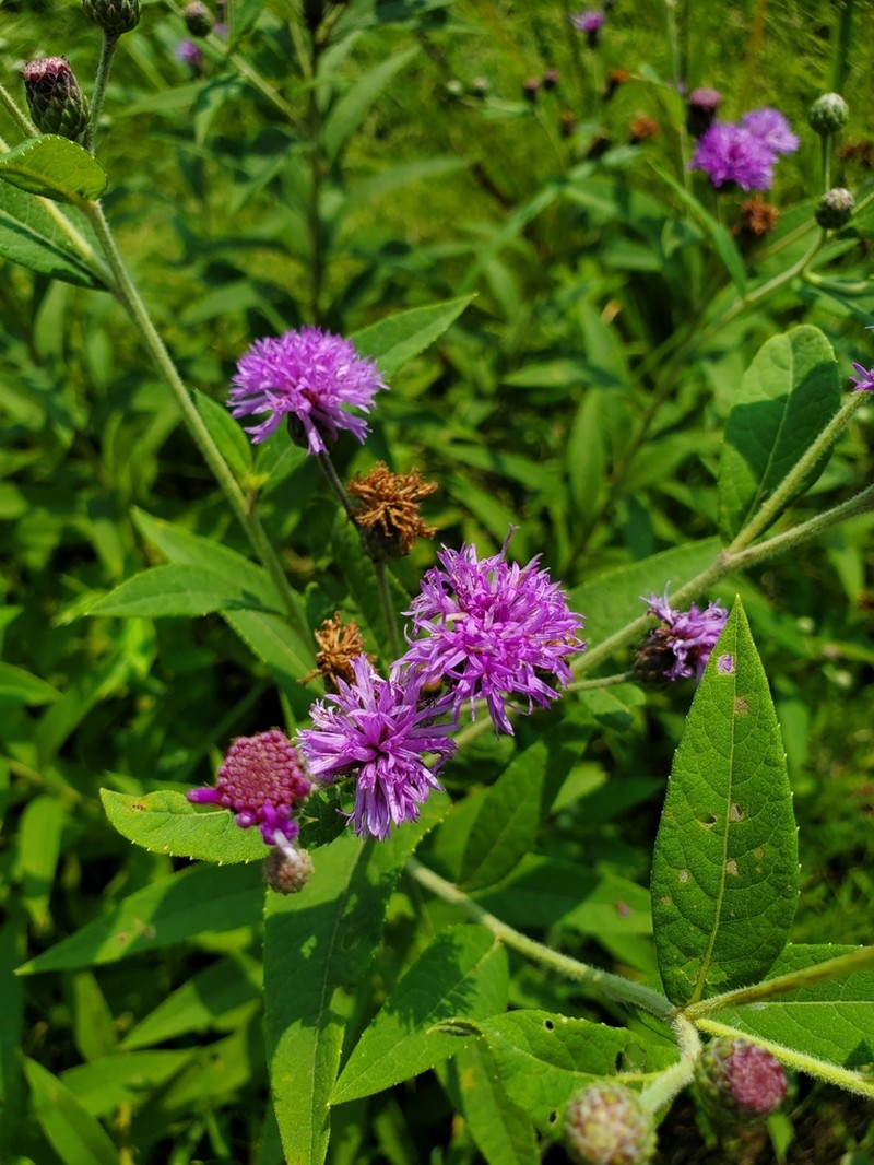 Missouri Ironweed photo 8