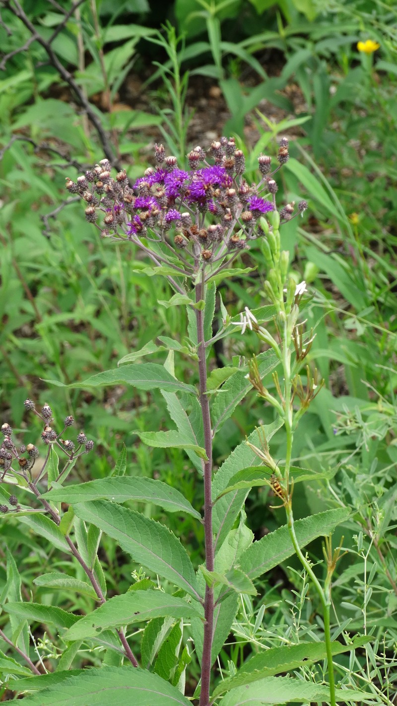 Missouri Ironweed