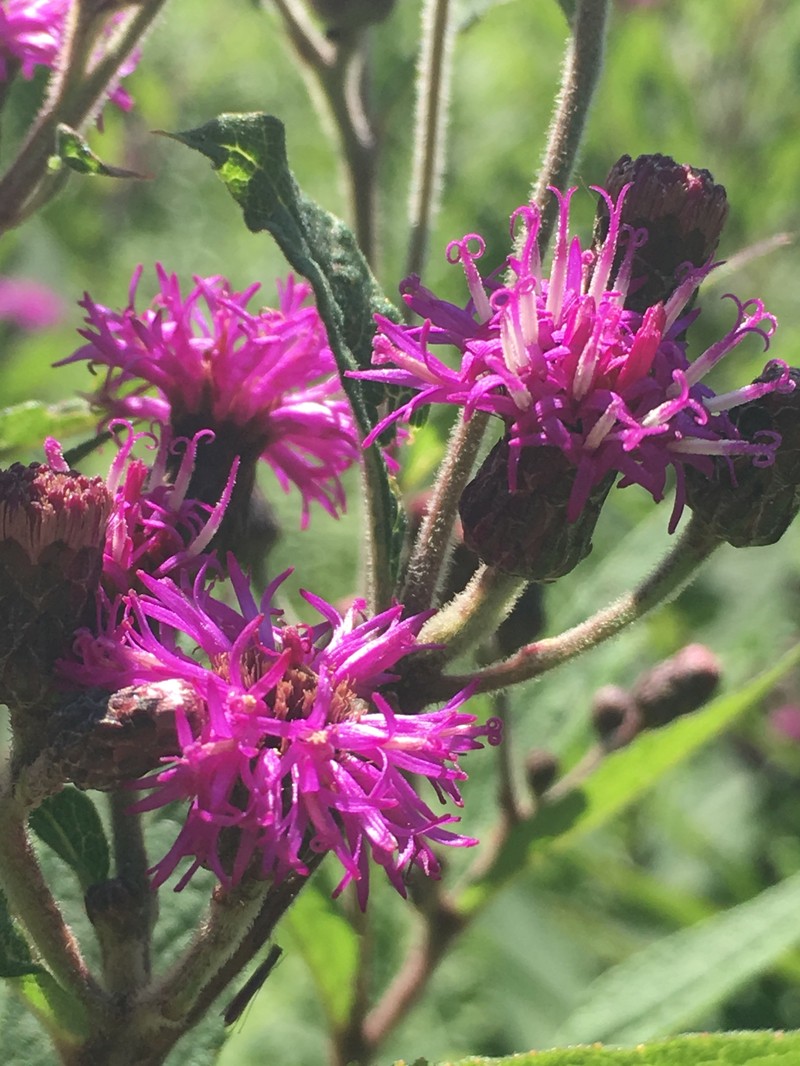 Missouri Ironweed photo 2