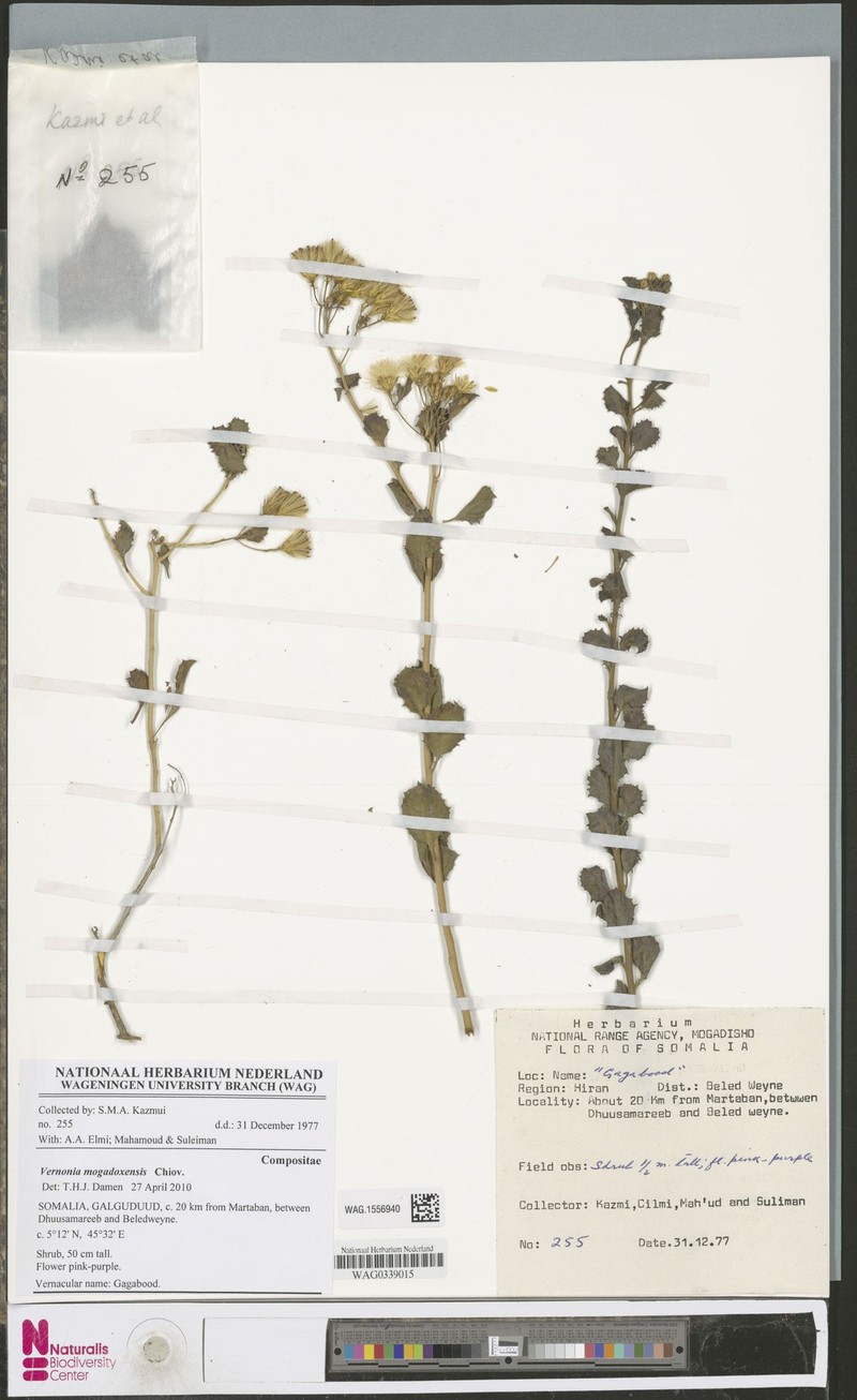 Vernonia mogadoxensis