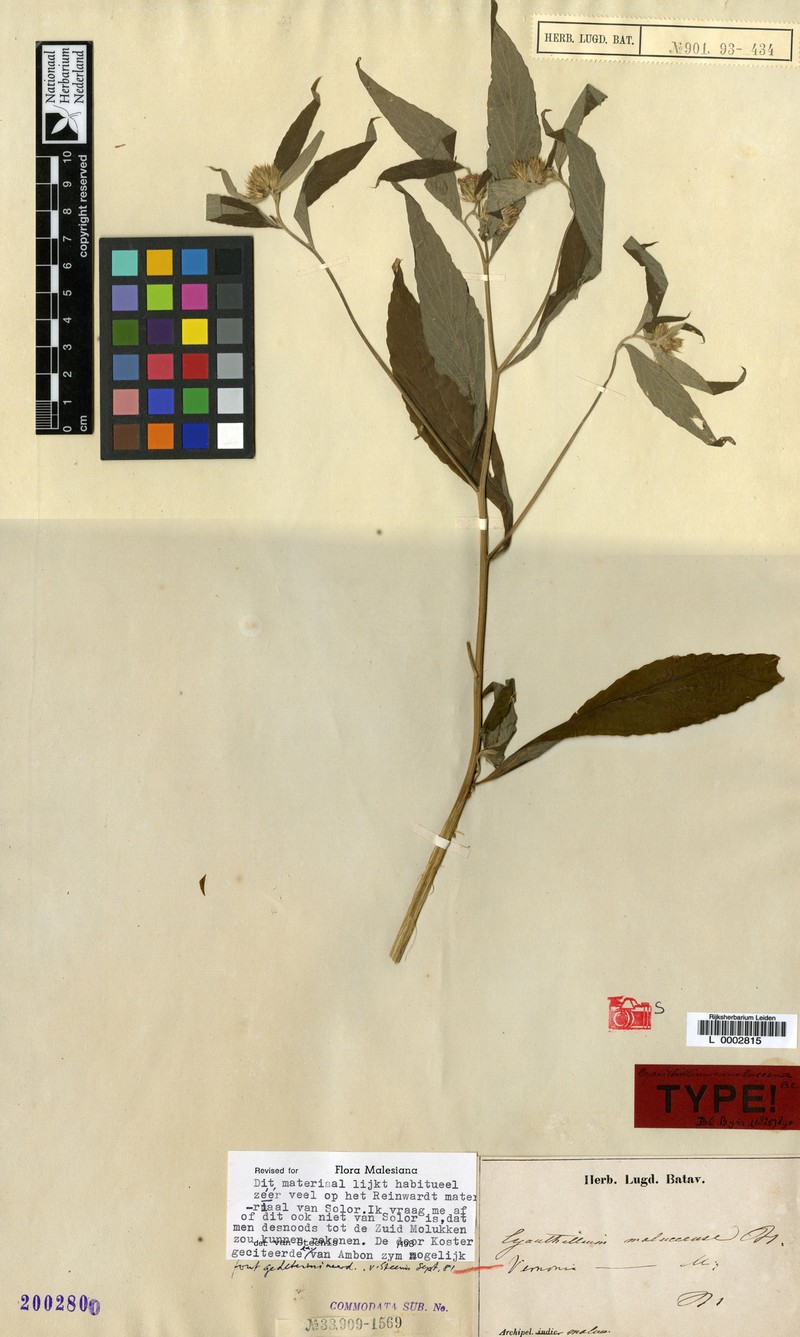 Vernonia moluccensis