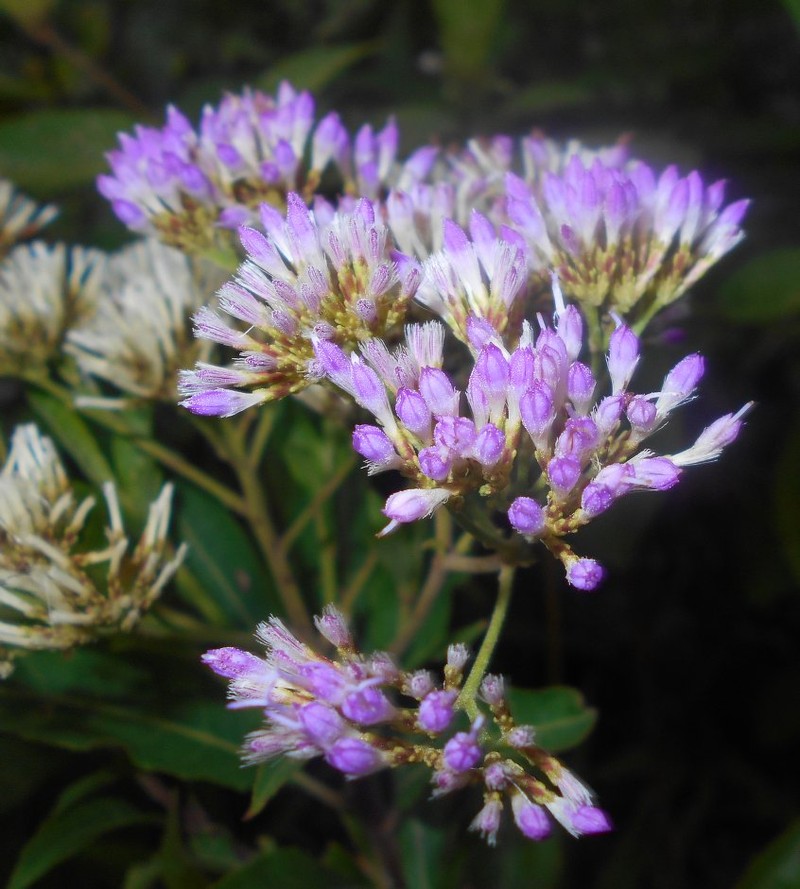 Vernonia monantha