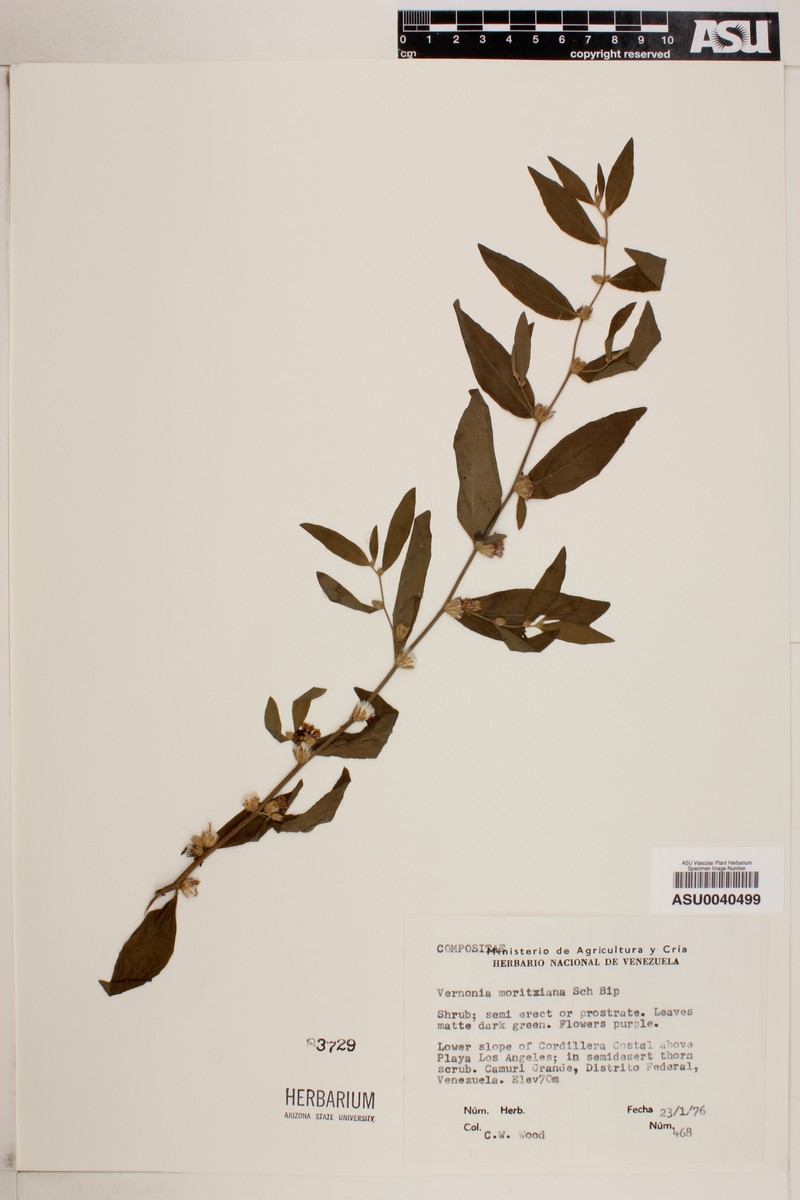 Vernonia moritziana