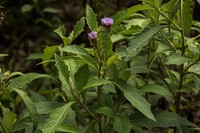 Vernonia muelleri