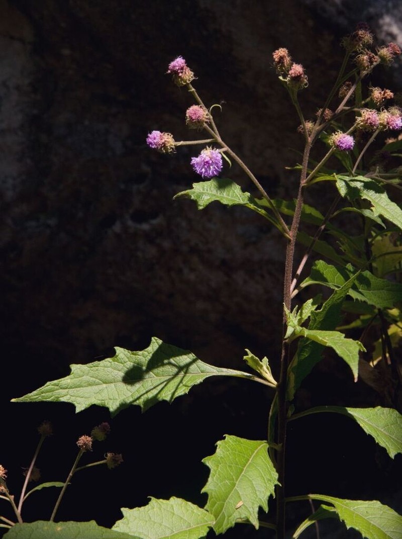 Vernonia muelleri photo 2
