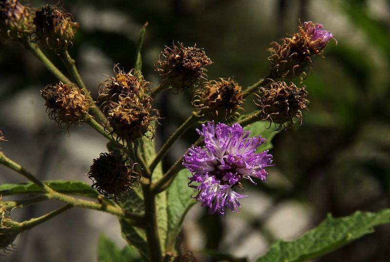 Vernonia muelleri photo 3