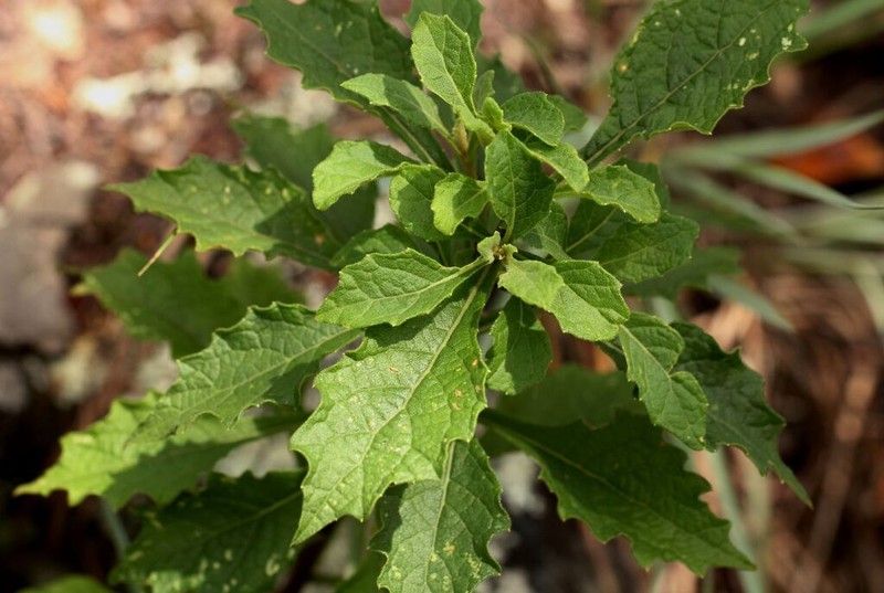 Vernonia muelleri photo 4
