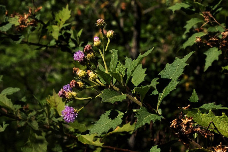 Vernonia muelleri photo 5