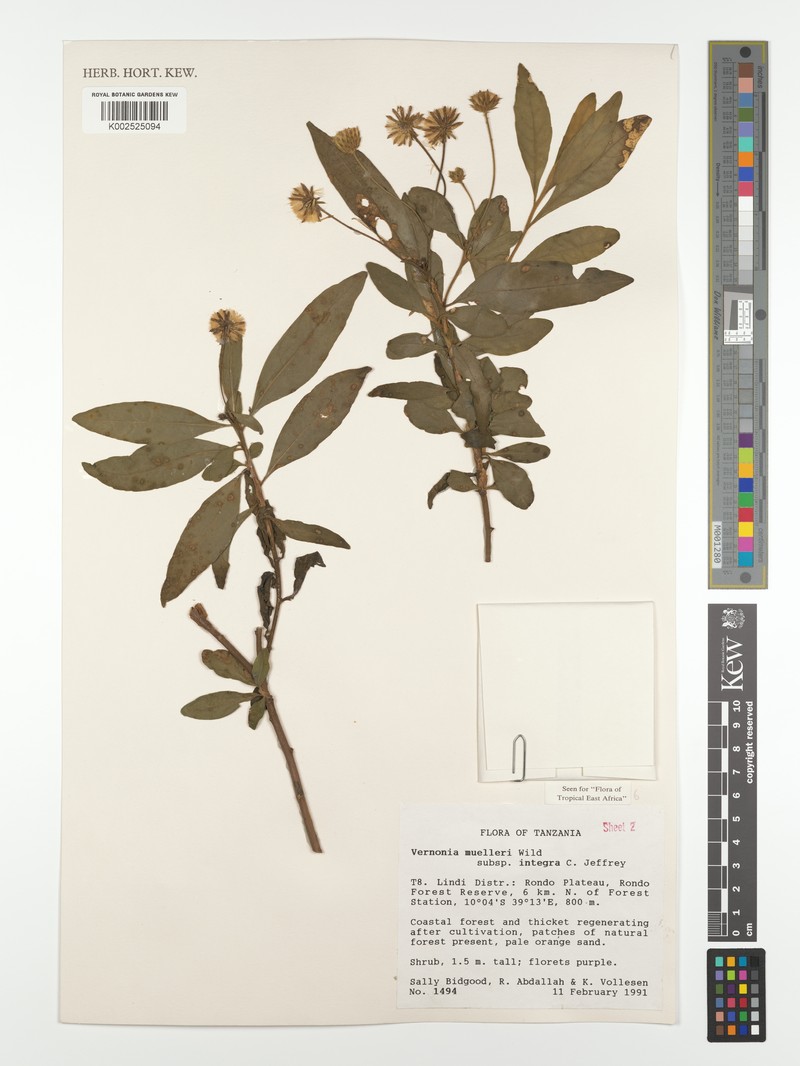 Vernonia muelleri subsp. integra