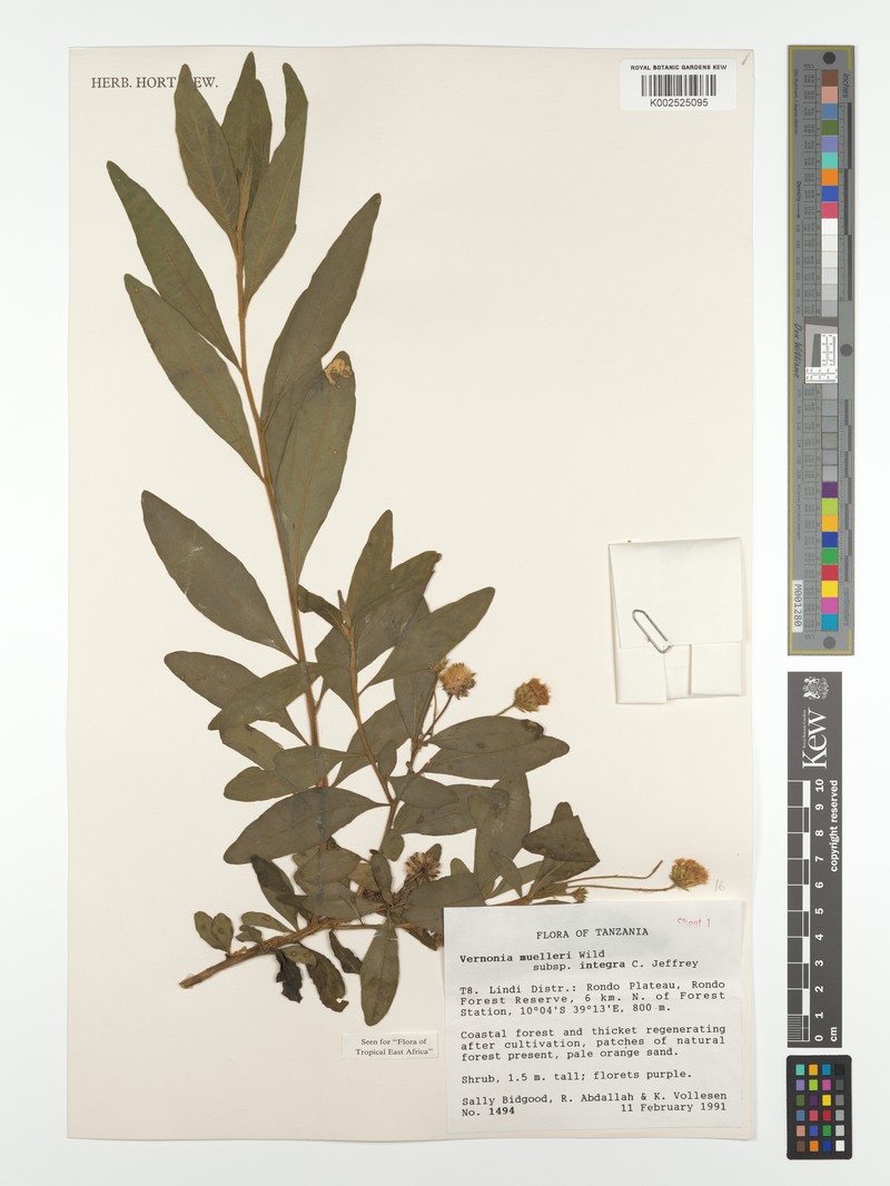 Vernonia muelleri subsp. integra photo 2