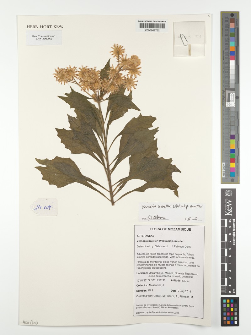 Vernonia muelleri subsp. muelleri