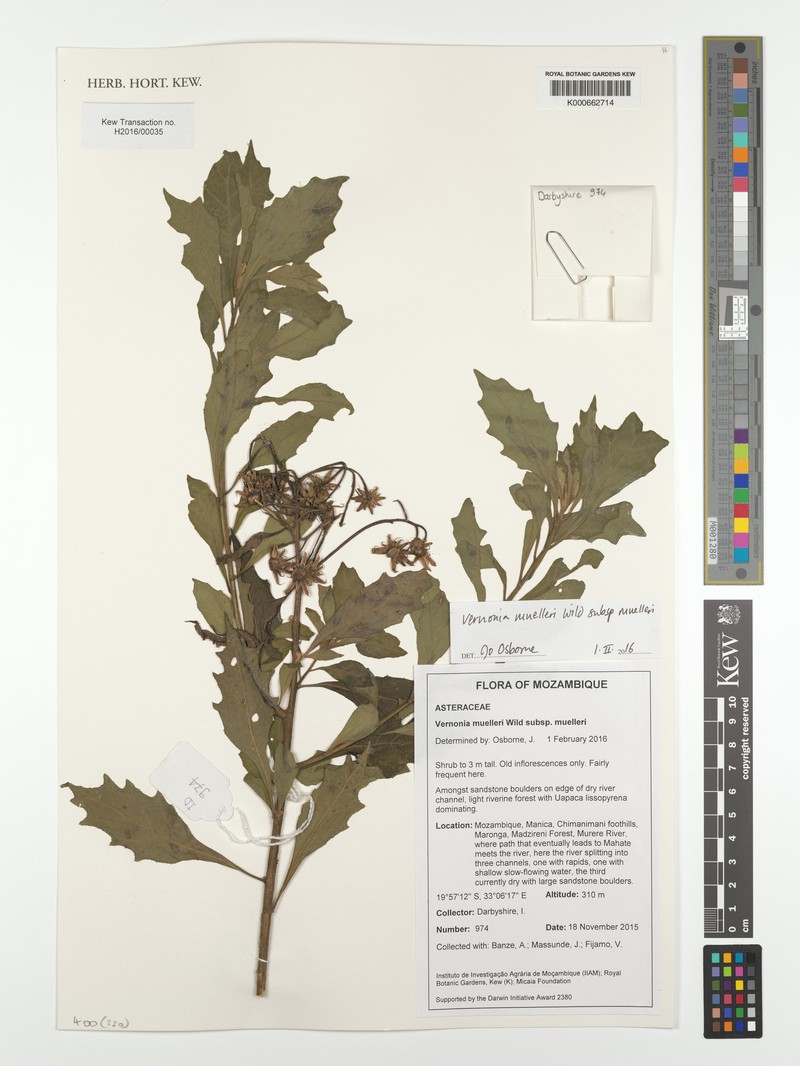 Vernonia muelleri subsp. muelleri photo 2