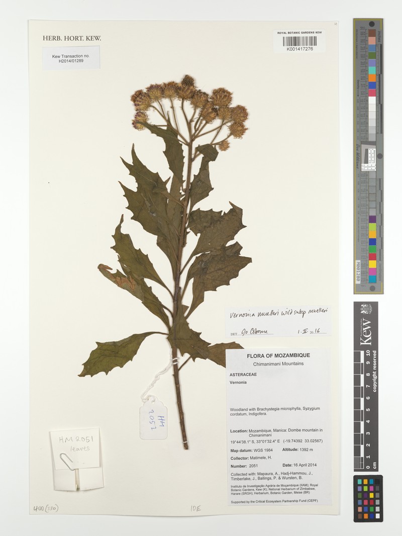 Vernonia muelleri subsp. muelleri photo 3