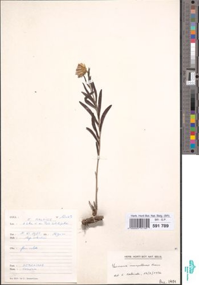 Vernonia mumpullensis
