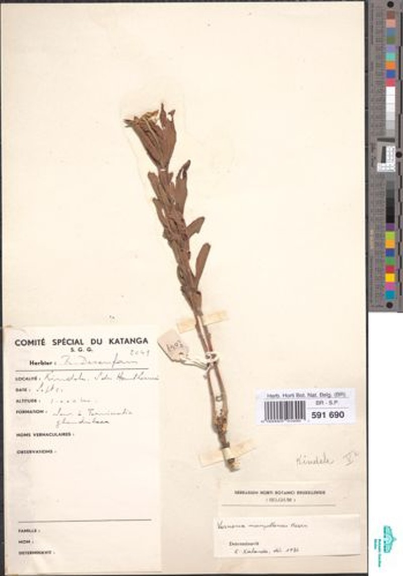 Vernonia mumpullensis photo 2