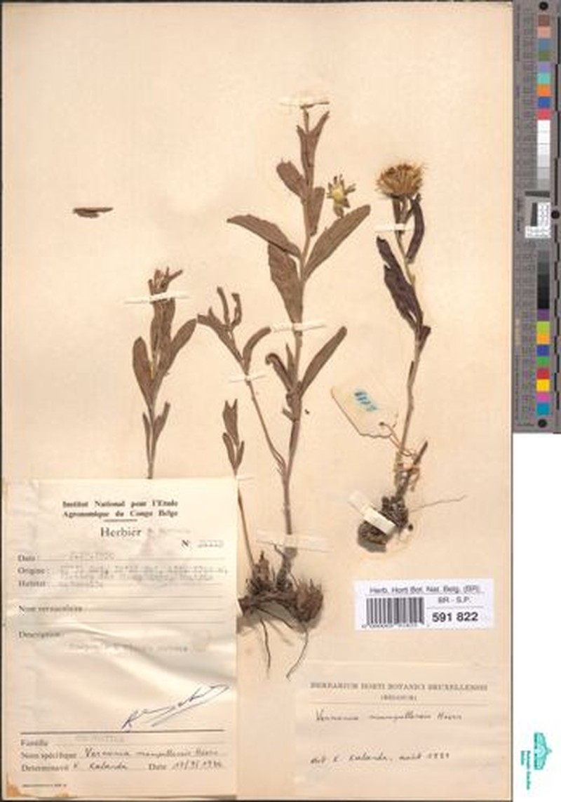 Vernonia mumpullensis photo 3