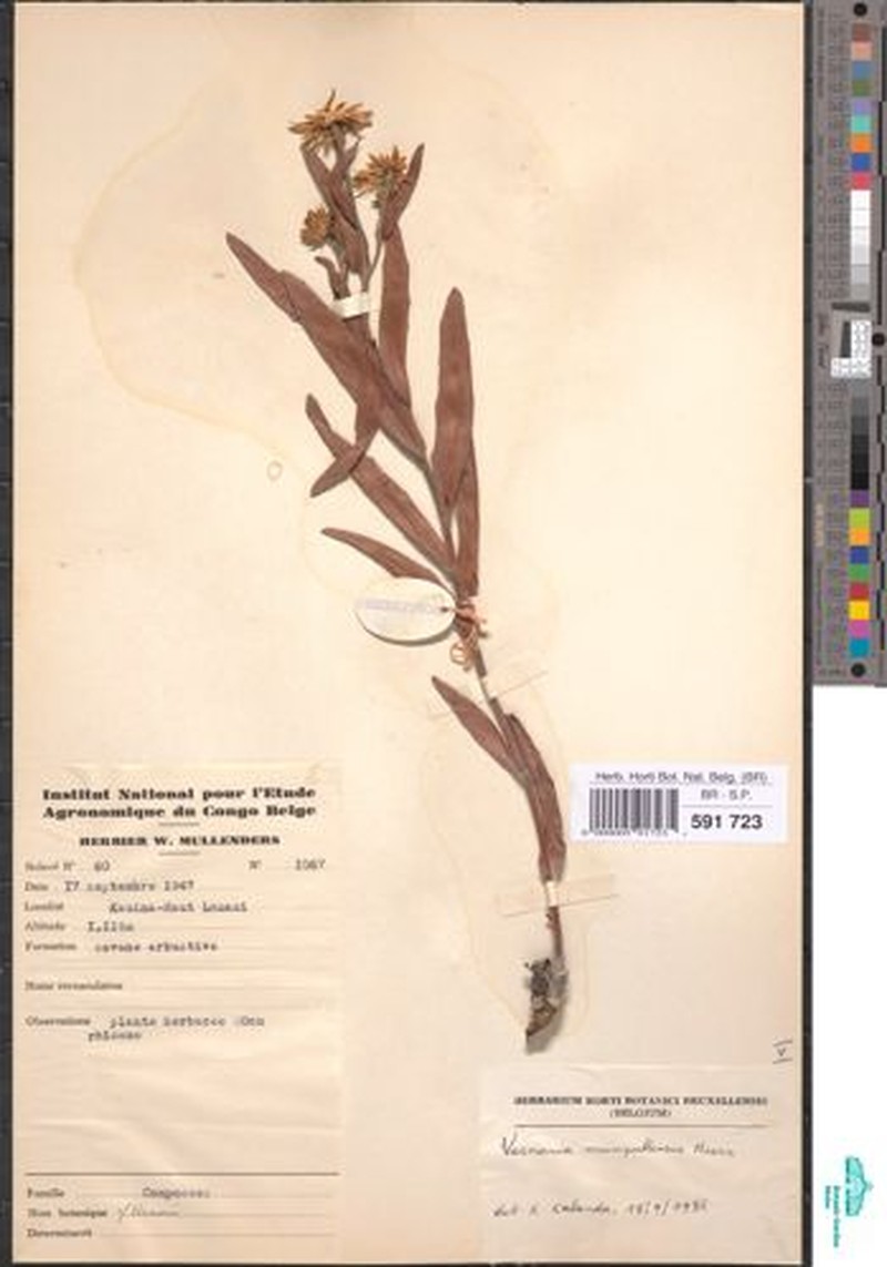 Vernonia mumpullensis photo 4
