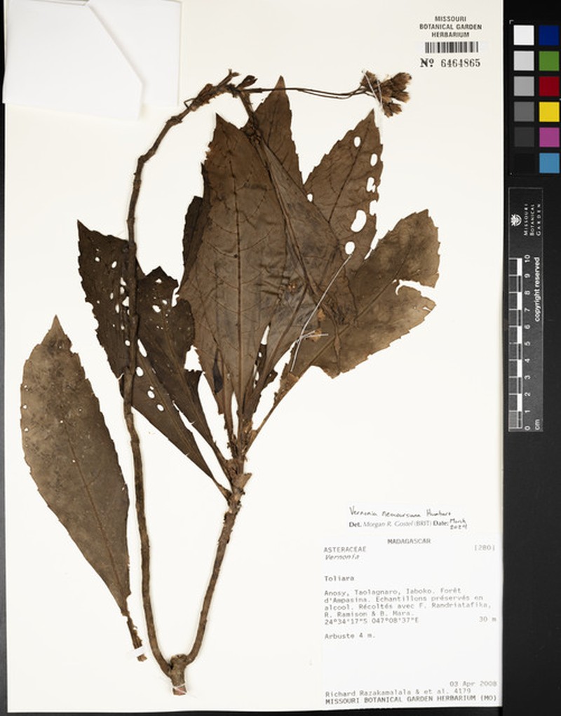 Vernonia neocoursiana