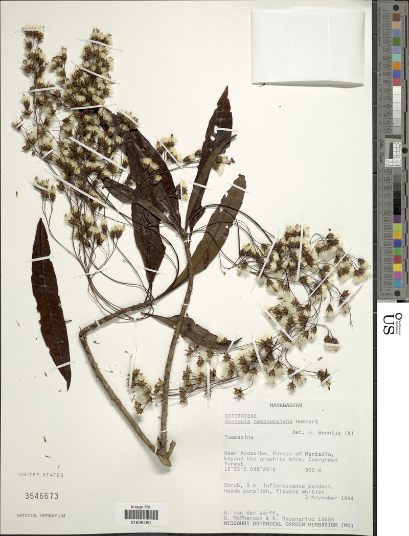 Vernonia neocoursiana photo 2