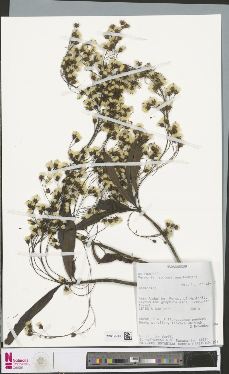 Vernonia neocoursiana photo 3