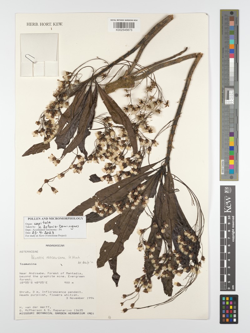Vernonia neocoursiana photo 4