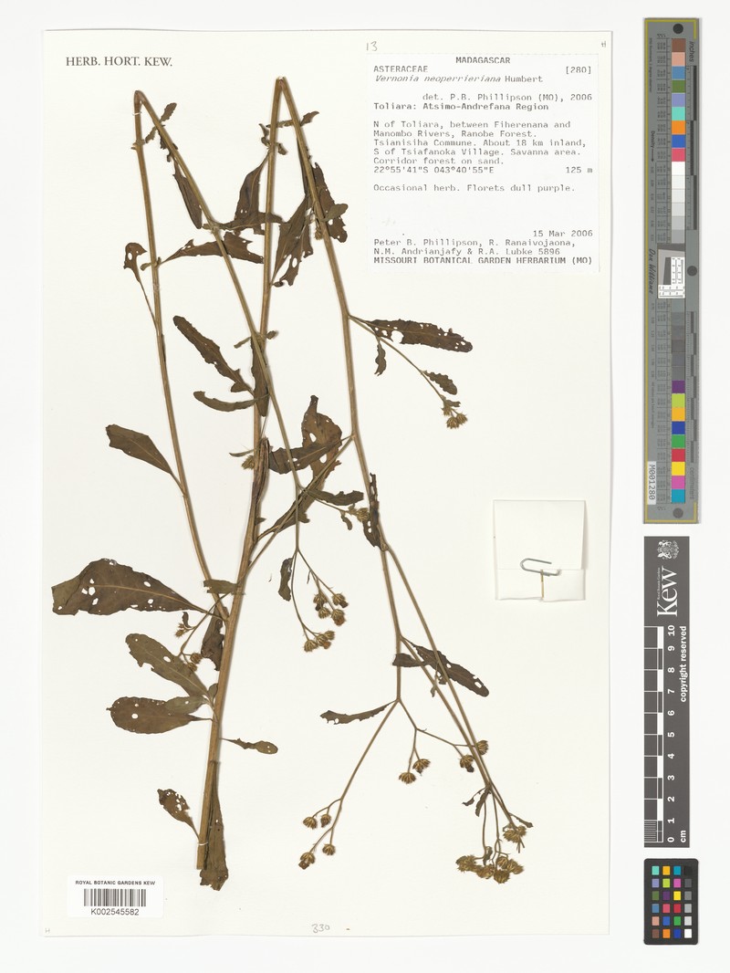 Vernonia neoperrieriana