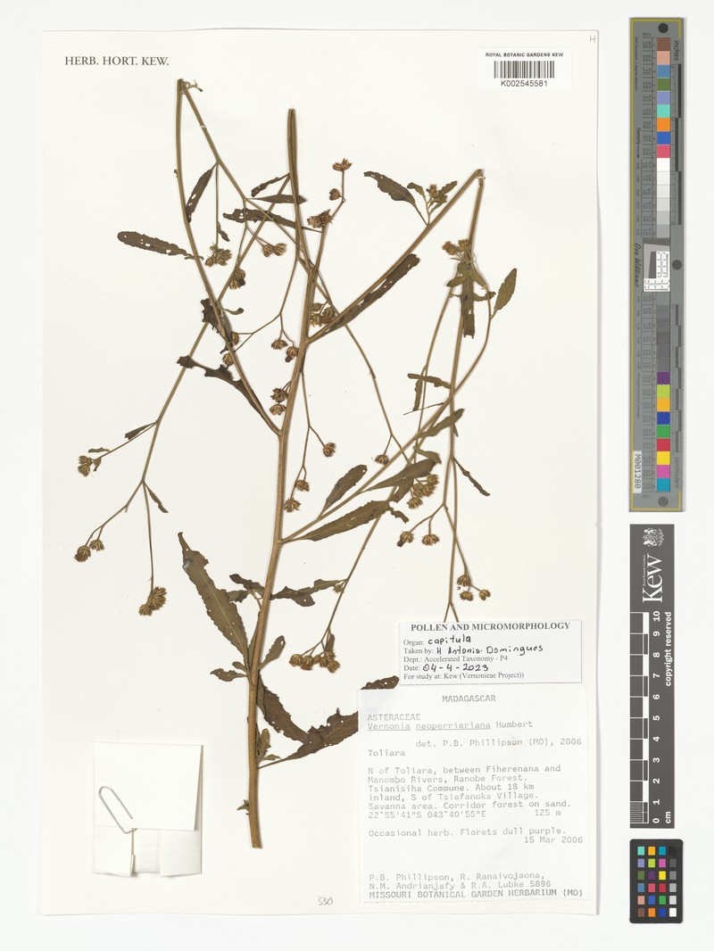 Vernonia neoperrieriana photo 2
