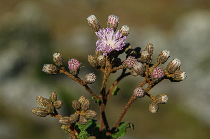 Vernonia nepetifolia