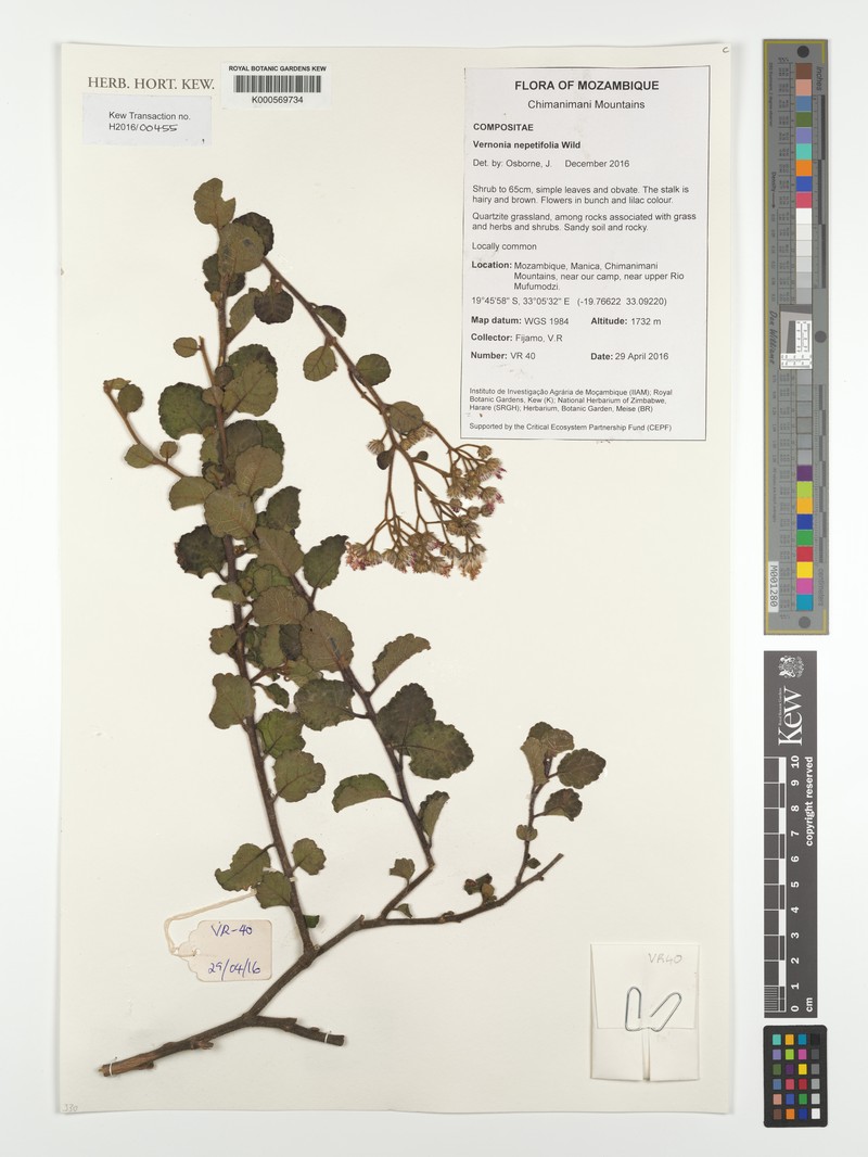 Vernonia nepetifolia photo 2