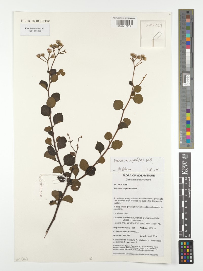 Vernonia nepetifolia photo 3