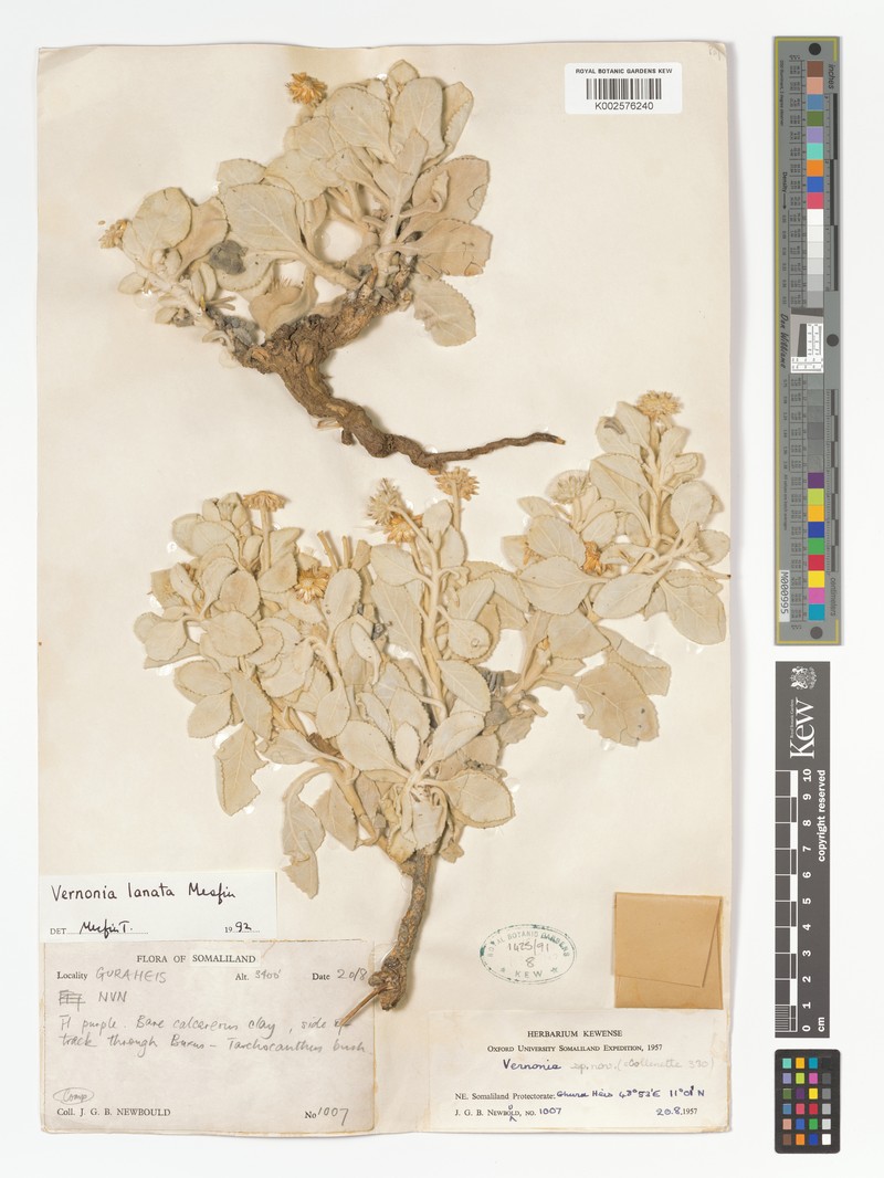 Vernonia newbouldii