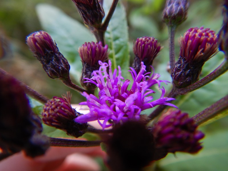 New York Ironweed photo 3
