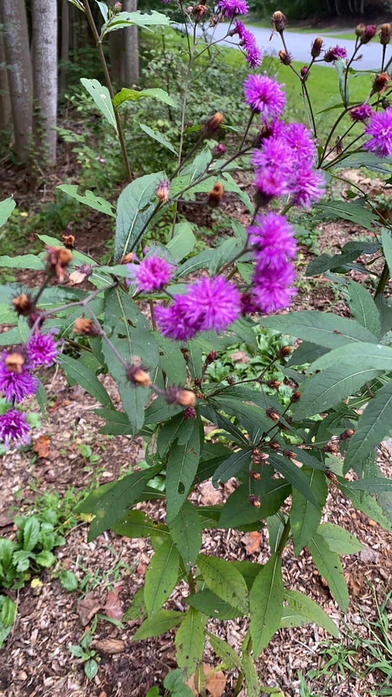 New York Ironweed photo 4