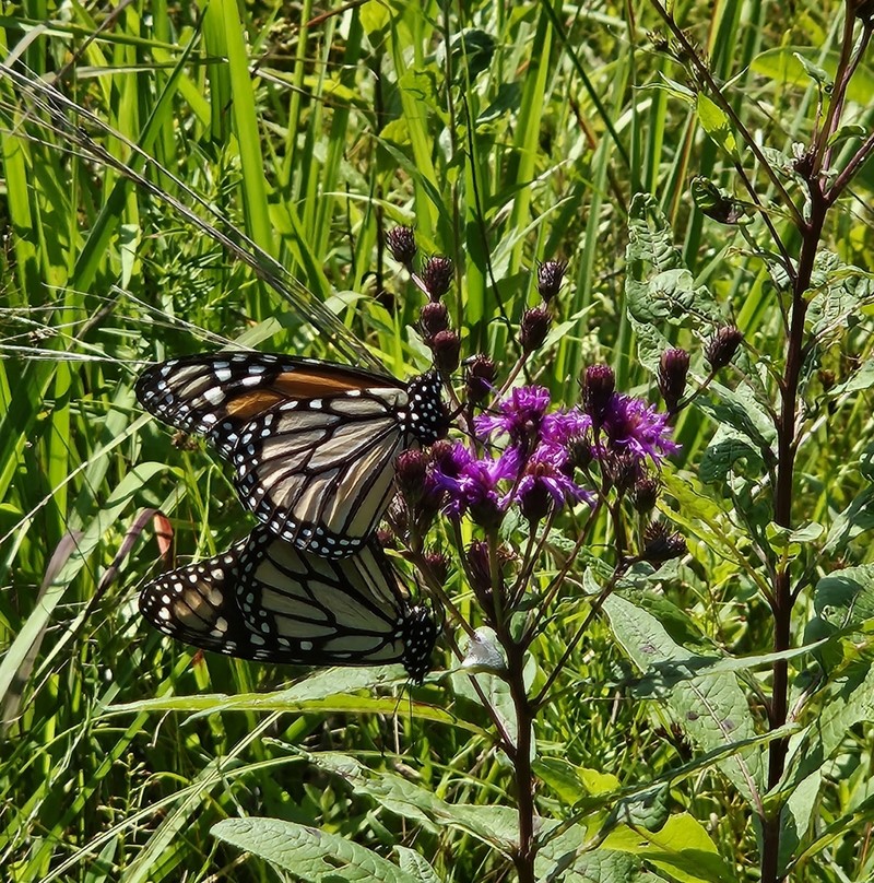 New York Ironweed photo 5
