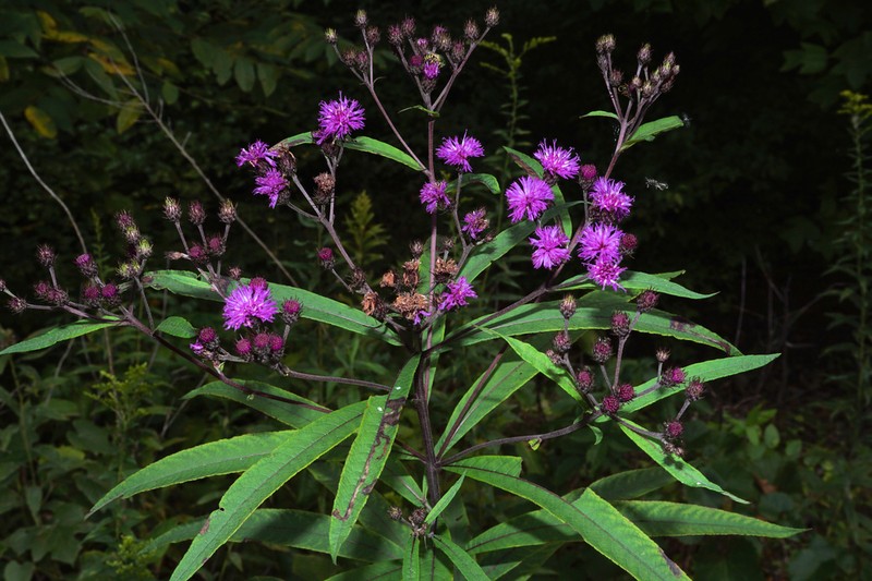 New York Ironweed photo 6