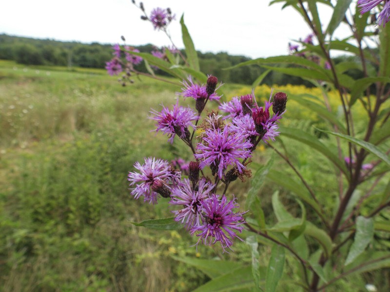 New York Ironweed photo 7