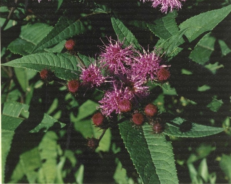 New York Ironweed photo 8