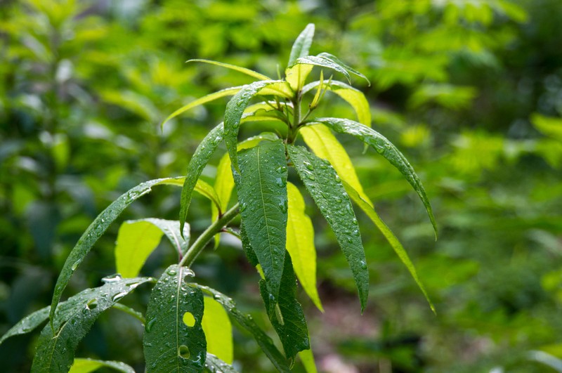 New York Ironweed photo 4