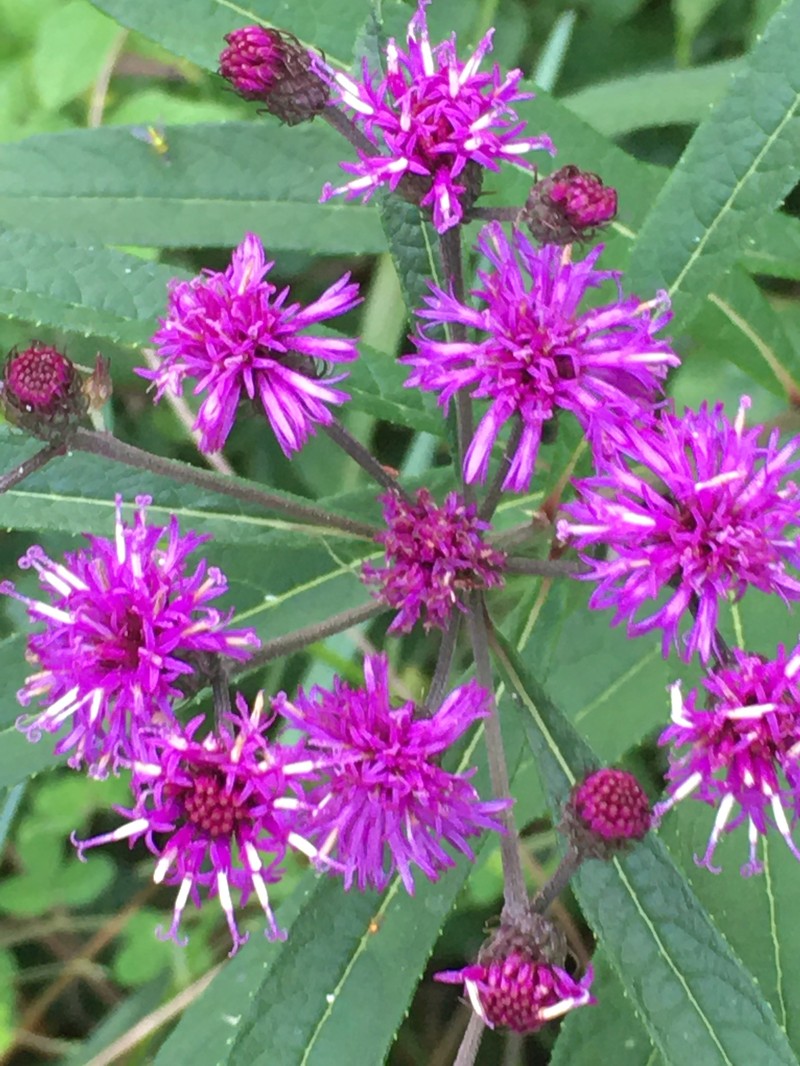 New York Ironweed photo 2