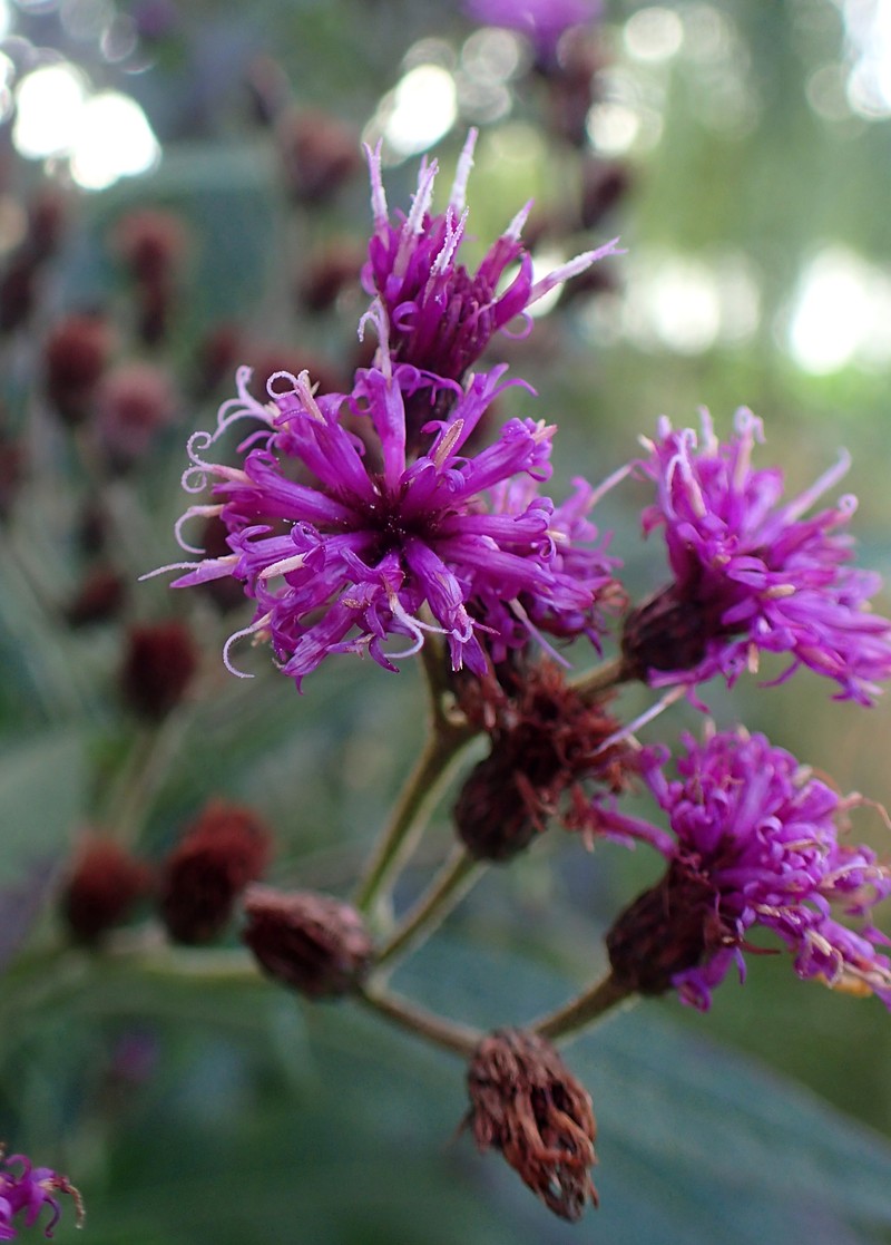 New York Ironweed photo 3