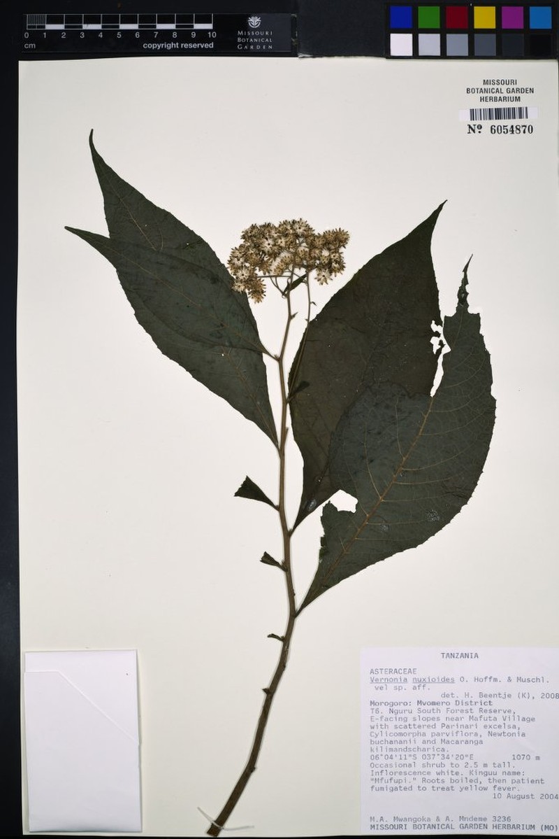 Vernonia nuxioides