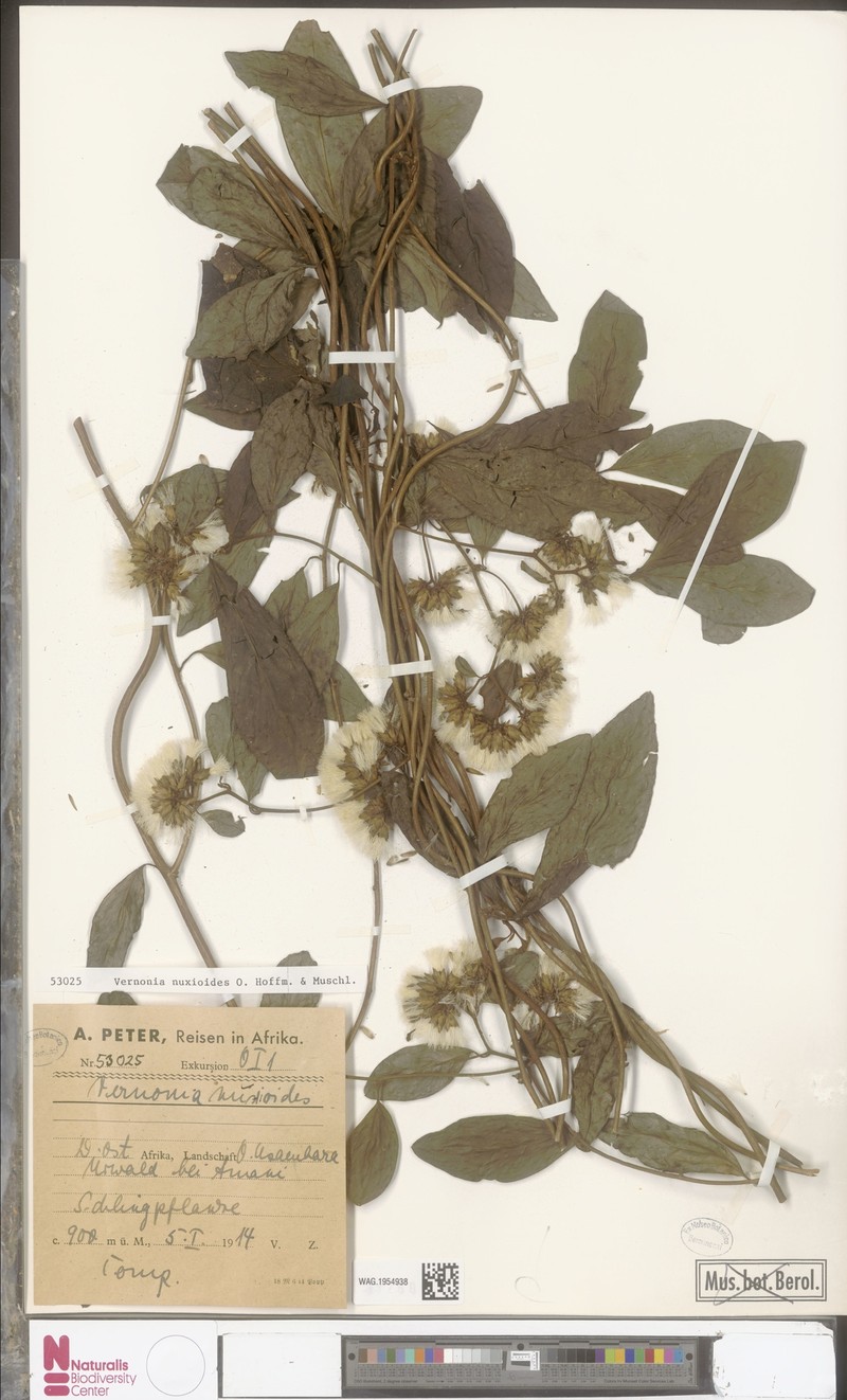 Vernonia nuxioides photo 2