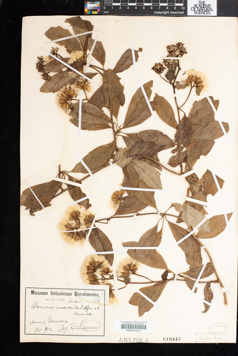 Vernonia nuxioides photo 3