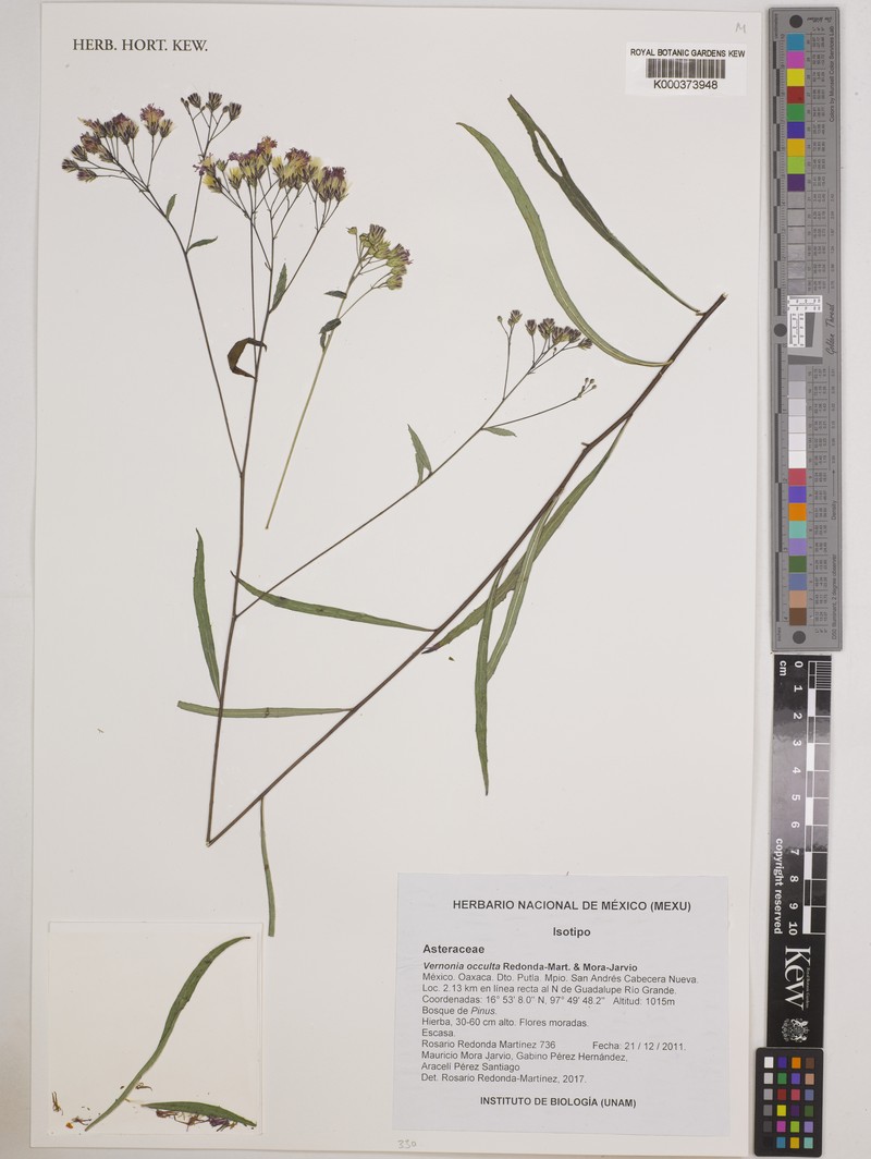 Vernonia occulta