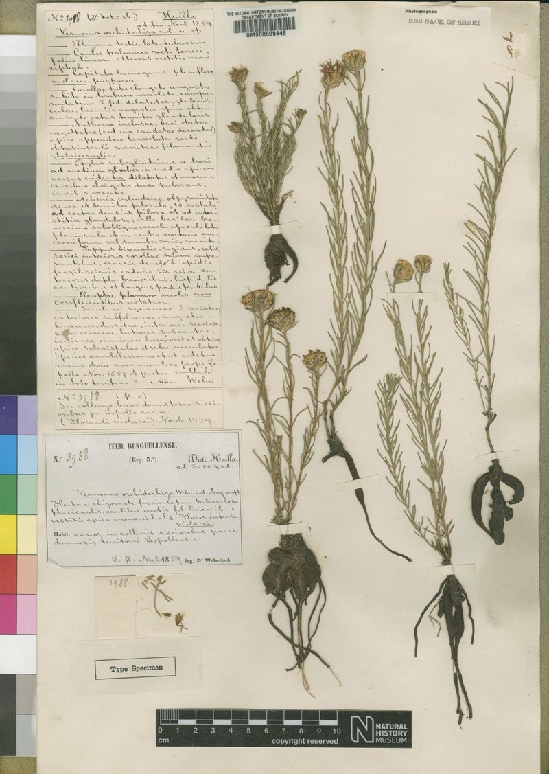Vernonia orchidorrhiza