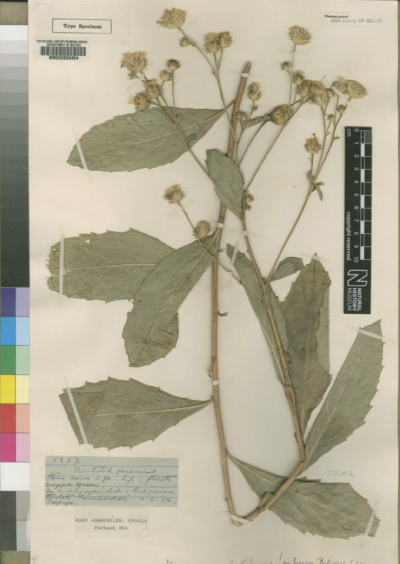 Vernonia orgyalis