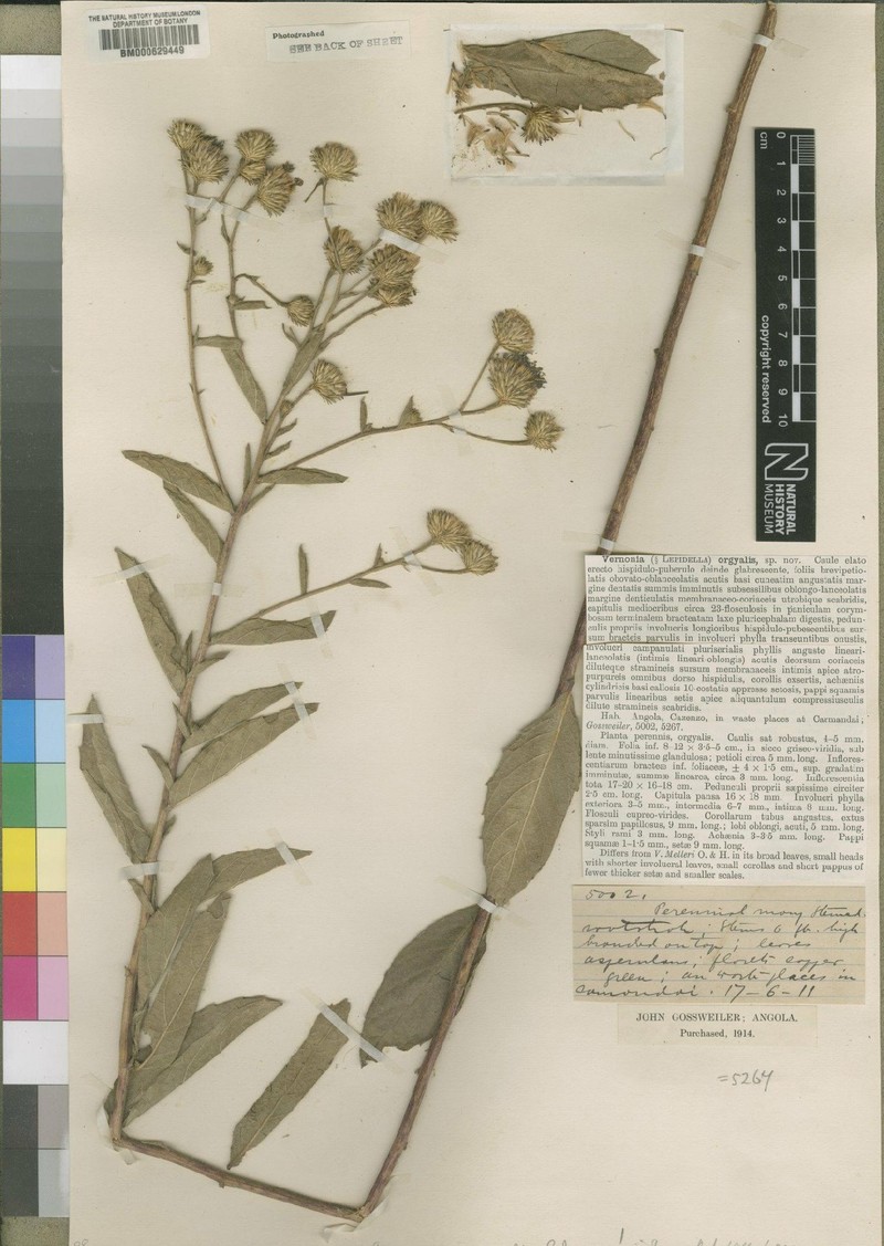 Vernonia orgyalis photo 2